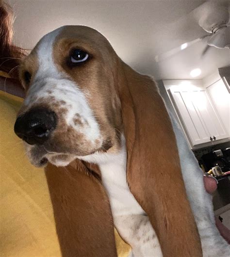 basset hound breeders oklahoma